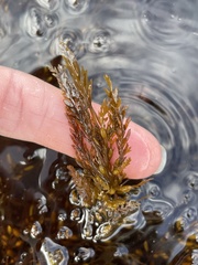 Sargassum horneri
