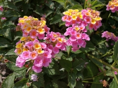 Lantana camara