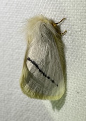 Phiala