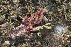 Sedum radiatum
