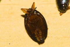 Gyrininae