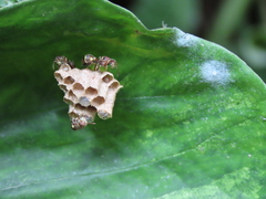 Ropalidia cyathiformis