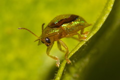 Charidotis abrupta