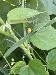 Abutilon ramosum
