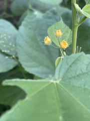 Abutilon ramosum