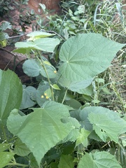 Abutilon ramosum