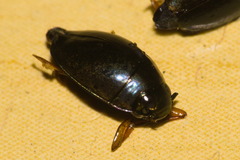 Gyrininae
