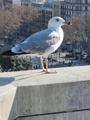Larus michahellis