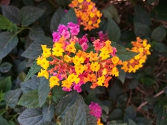 Lantana camara