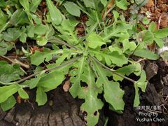 Crepidiastrum lanceolatum