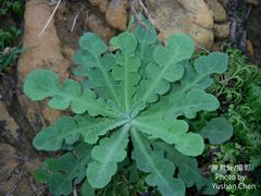 Crepidiastrum lanceolatum