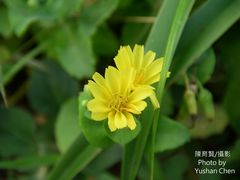 Crepidiastrum lanceolatum