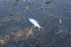 Hydrocynus vittatus