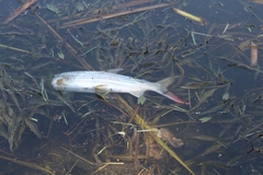 Hydrocynus vittatus