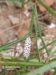 Utetheisa lotrix lotrix