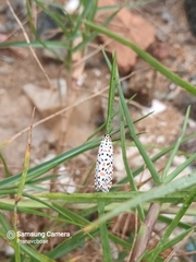 Utetheisa lotrix lotrix