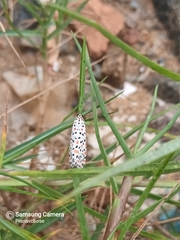 Utetheisa lotrix lotrix