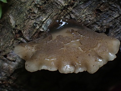 Hohenbuehelia reniformis