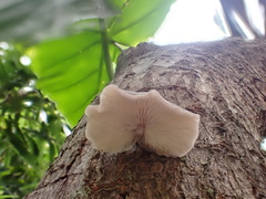 Hohenbuehelia reniformis