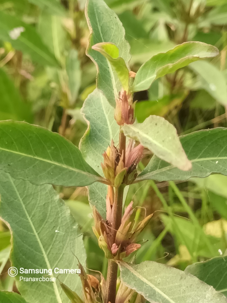 Hygrophila erecta (Hygrophila erecta)