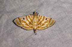 Notarcha aurolinealis