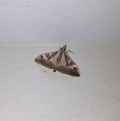 Agrioglypta itysalis