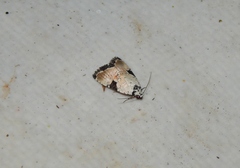 Hiccoda roseitincta