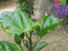 Diptera