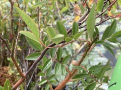 Rosa nitida