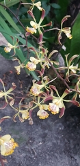 Encyclia alata