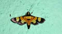 Aethaloessa