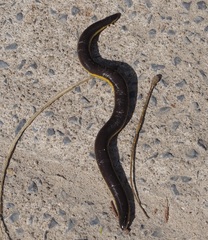 Ichthyophis