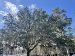 Tillandsia usneoides