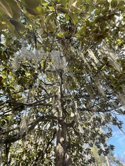 Tillandsia usneoides