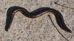 Ichthyophis