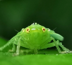 Tropiduchinae