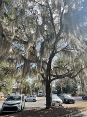 Tillandsia usneoides