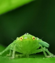 Tropiduchinae