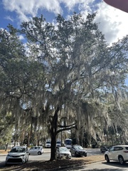 Tillandsia usneoides