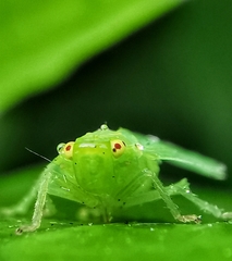 Tropiduchinae