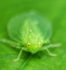 Tropiduchinae