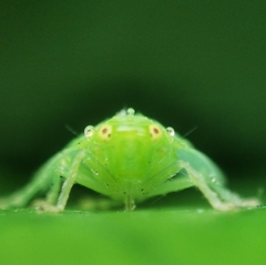 Tropiduchinae