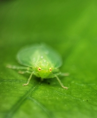 Tropiduchinae