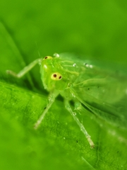 Tropiduchinae