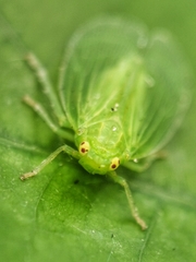Tropiduchinae