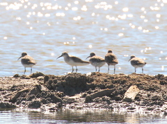 Calidris ferruginea