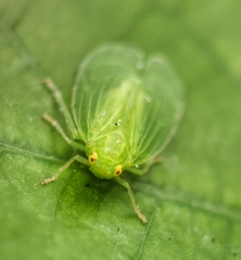 Tropiduchinae