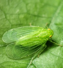 Tropiduchinae