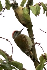 Chloropicus poecilolaemus