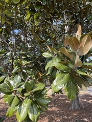 Magnolia grandiflora